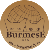 burmese 5